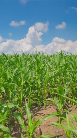 A Beautifully Colorful and Lush Cornfield Bathed in a Bright, Clear Sky Setting During Daytime
