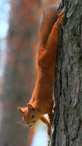 Adorable Squirrel Climbing Pine Tree Curious Wildlife Concept. Funny Wild Squirrel Peeking Around Tree in Woodland Scene. Curious Red Squirrel, Wildlife Moment, Vertical Video
