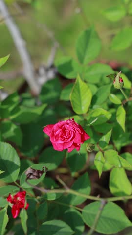 bright red rose captured in high angle, basking in natural sunlight within a vibrant green garden