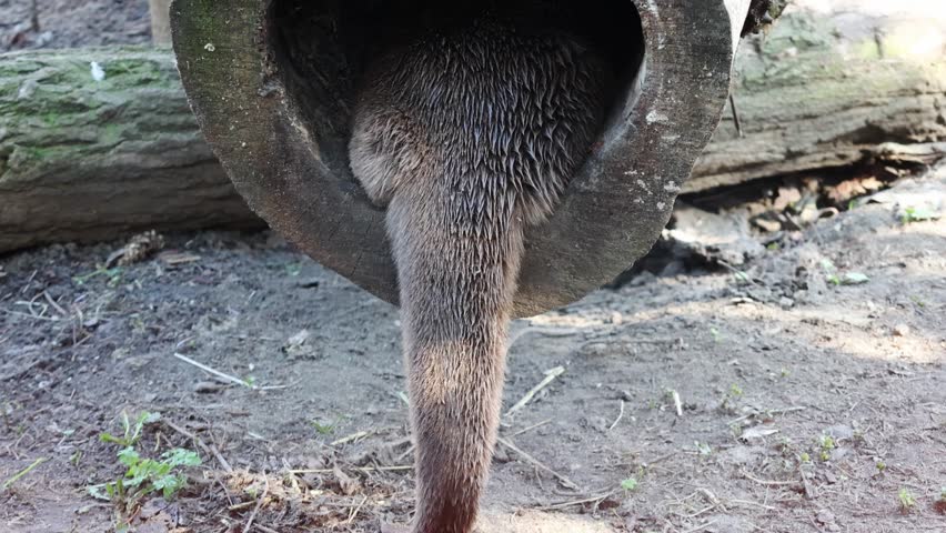 Small mammal