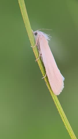 Macro shot of a delicate white moth resting on a green grass blade with a soft blurred nature background in spring.