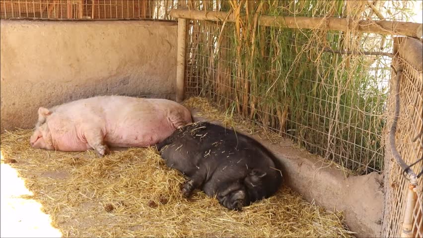 Two pigs sleeping peacefully on a bed of straw in their enclosure