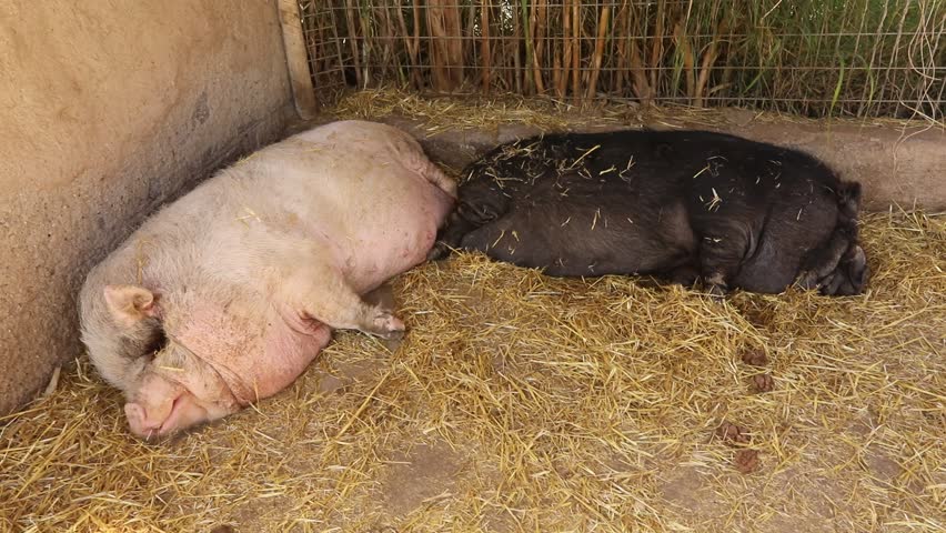 Two pigs sleeping peacefully on a bed of straw in their enclosure