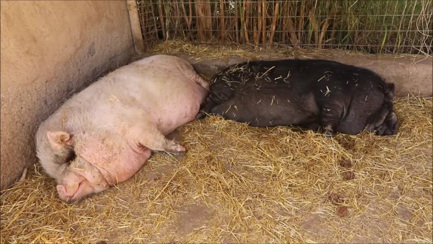 Two pigs sleeping peacefully on a bed of straw in their enclosure