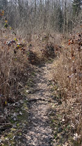 Mossy path winding through underbrush and leafless shrubs, compacted dirt and scattered roots, close low perspective emphasizes texture. Searching for direction in an unfamiliar environment.