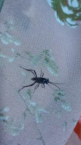 Ensign Wasp (Evaniidae) crawling on floral patterned fabric. Black parasitic wasp, natural cockroach egg predator