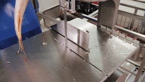 Fish Fillet Slicing Machine in Food Industrial Production - Powered by Shutterstock - Get 15% off with code: PIKWIZARD15