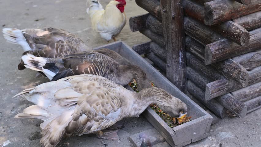 Anser Tula Fighting Goose eat from a feeder in a poultry yard on a farm