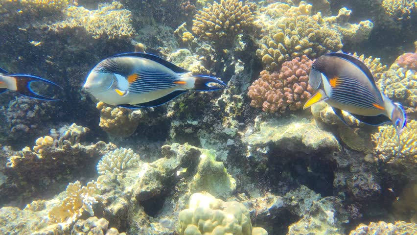 Close-up of Tropical Fish and Healthy Corals
