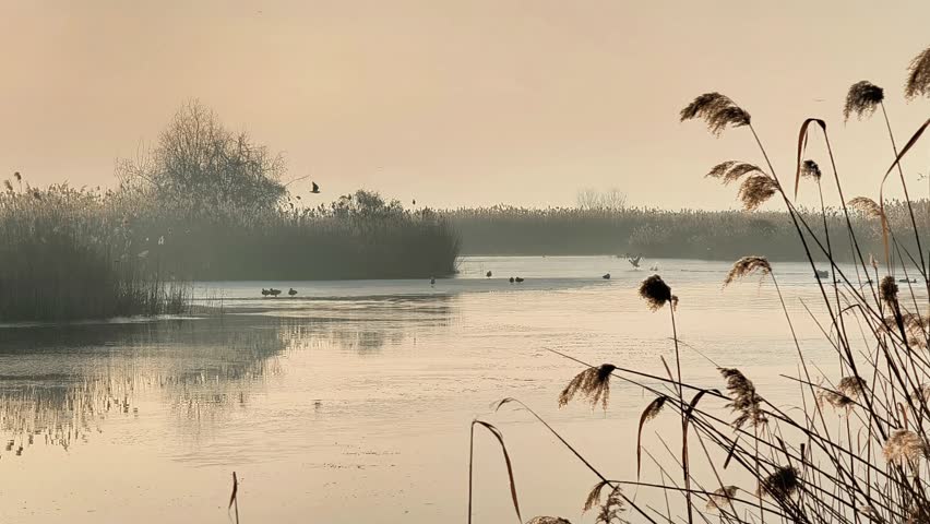 Lake with ducks swimming on calm water during soft sunrise light, nature concept. Lake surface smooth with gentle ripples, lake surrounded by reeds and mist creating peaceful morning atmosphere