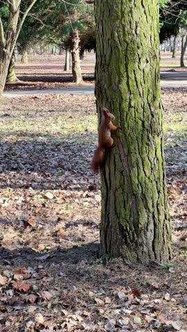 squirrel jumping on tree trunk in spring park with fallen leaves