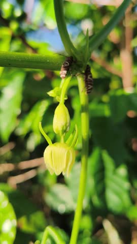 Close up of fresh green chayote shoot with delicate tendrils growing in a sunlit garden, highlighting organic vegetable farming and natural growth.