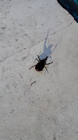 A top-down vertical shot of a large black beetle crawling on a gray textured concrete floor.