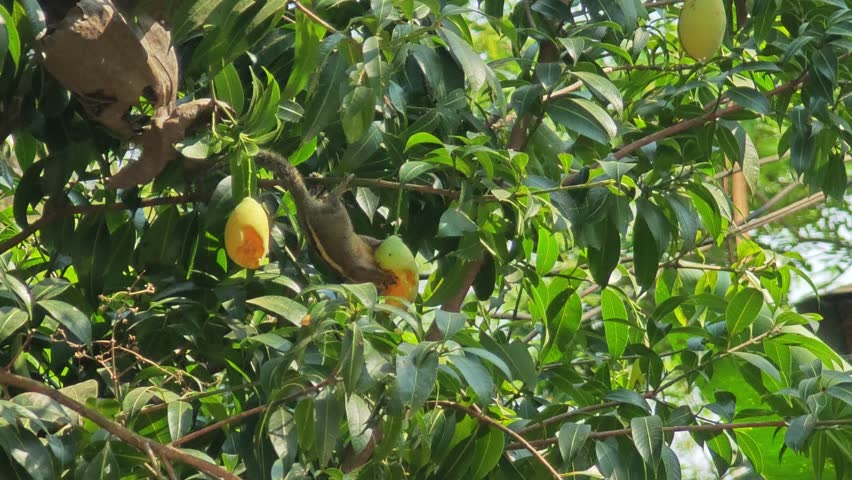 A squirrel is eating fruit on the tree