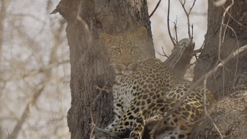 Leopard slow motion close-up stares at camera while resting in tree fork, visible breathing and alert eyes in African savanna woodland wildlife portrait.