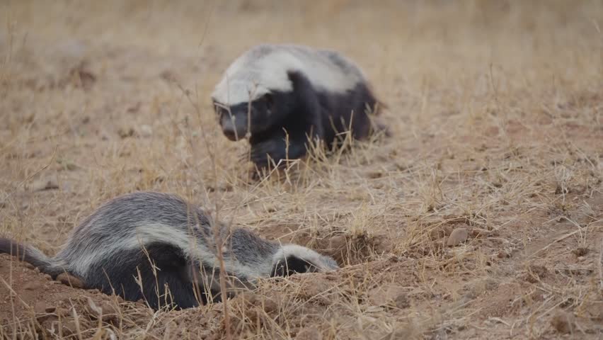 Honey badger digging burrow in slow motion on dry savanna ground, while a second honey badger approaches from behind, showing natural behavior, foraging, and burrowing instincts.
