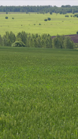 Lush, expansive green fields and gently rolling hills set under a bright, clear blue sky