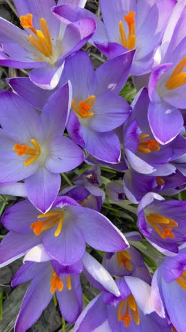 delicate purple crocus flowers.close-up. flowers shot from above, colorful macro video of spring flowers