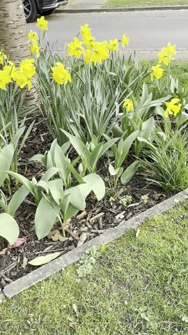 A cluster yellow daffodils in full bloom in the garden