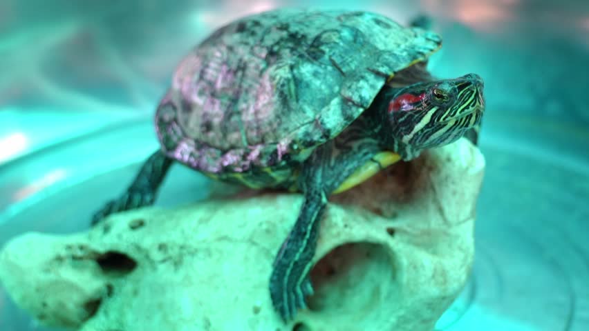 A turtle is sitting on a rock in its tank. The tank has clear water that reflects light. The turtle moves occasionally, looking around while resting.