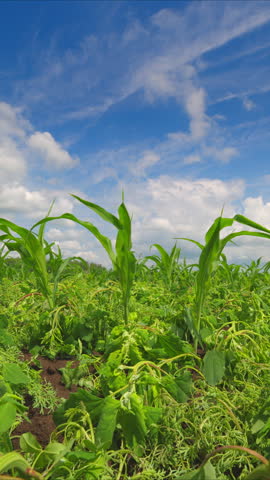 A Vibrant and Colorful Crop Field Stretching Under a Bright Blue Sky Filled with Clouds