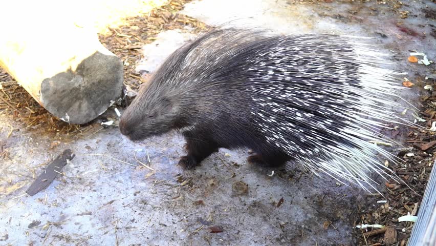 A porcupine explores its habitat in the afternoon. It walks around a log and interacts with its surroundings at the wildlife center. People observe and enjoy the moment.