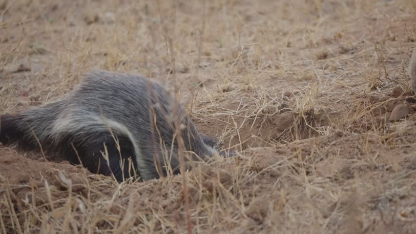 Honey badger digs deep into a burrow in slow motion as another badger appears at far right, in dry savanna habitat at Kruger National Park, South Africa.