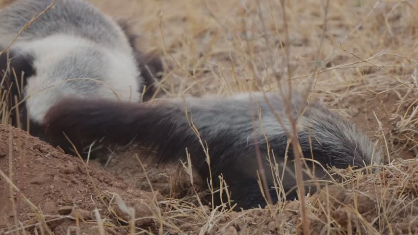 Honey badger digging a burrow in slow motion close up, powerful forepaws throwing soil as a second badger waits behind in dry grassland habitat.