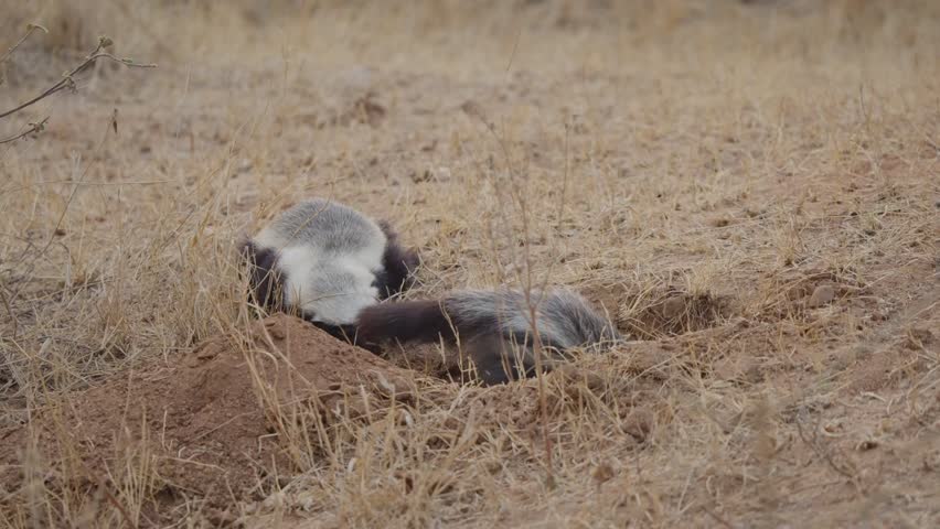 Honey badger digs burrow in slow motion while another badger watches behind on dry savanna in Kruger National Park, South Africa. Wildlife behavior, foraging, claws, dust.