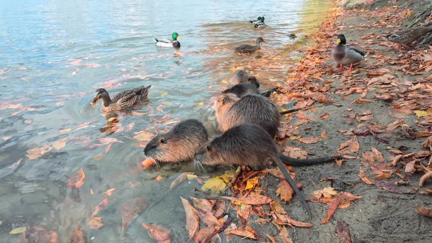 Family of nutria sits in water, eating succulent vegetables brought to them by tourists, while wild ducks wander and swim nearby. Mother and her young by river covered in autumn leaves on sunny day