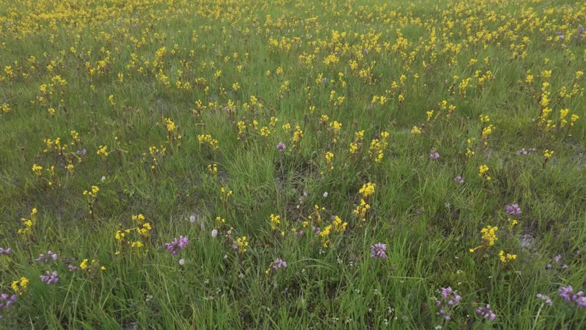 A beautiful panoramic view of yellow wildflowers blooming in a meadow by a highaltitude lake in Potatso National Park, ShangriLa, under a dramatic cloudy sky.