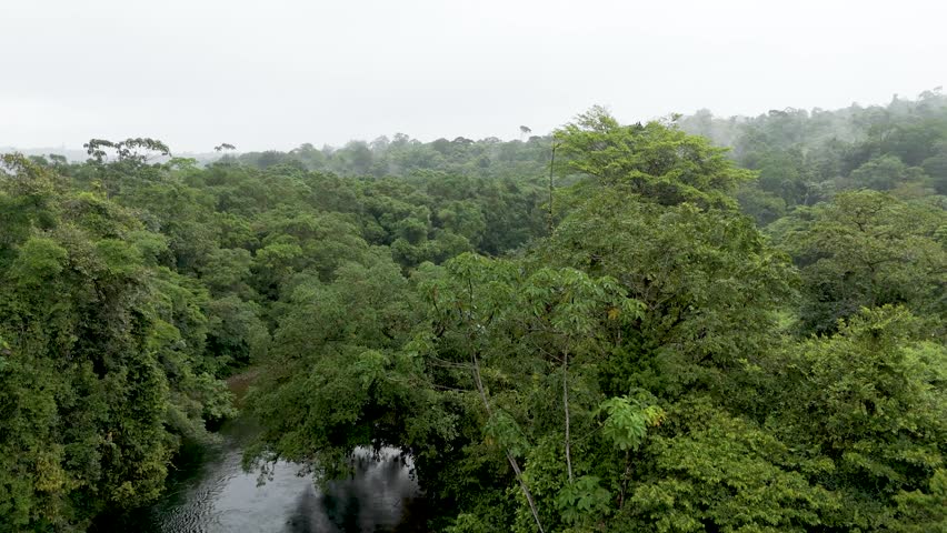 Aerial view of a misty rainforest canopy and a meandering river with gravel banks beneath an overcast sky.