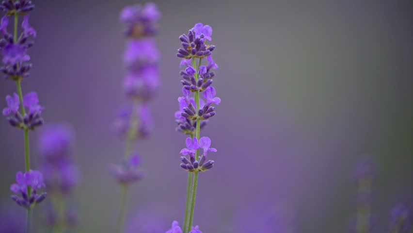 Lavender field gently swaying in warm sunlight, peaceful 4K slow motion nature scene.