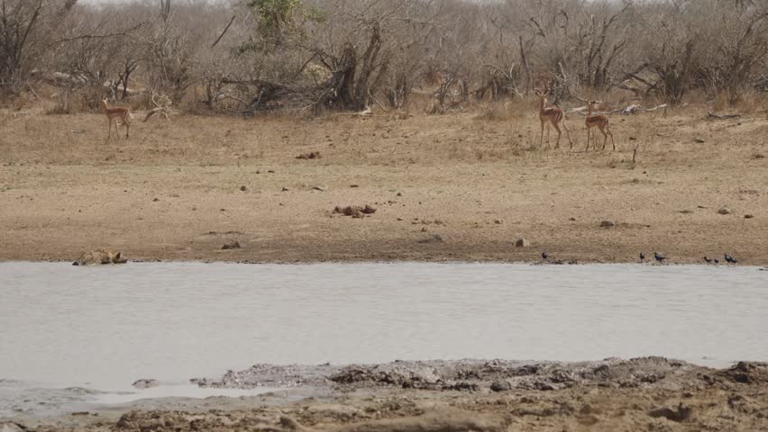 Impala herd by a waterhole as cape starlings suddenly fly off in Kruger National Park, South Africa. Dry savanna scene with wildlife movement, dust and open shoreline.