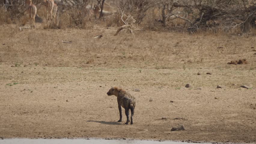 Spotted hyena walks away from a watering hole while an impala enters top-right, filmed in Kruger National Park, South Africa. Dry savanna wildlife scene in daylight.