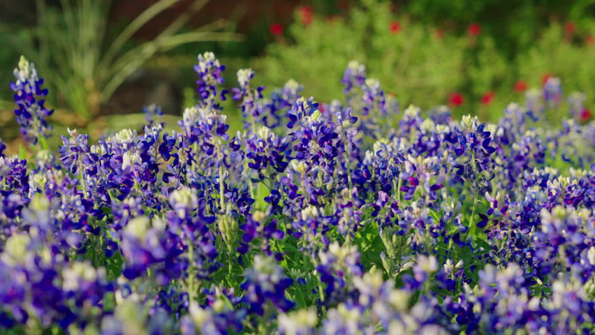 Group of Texas Bluebonnet flowers on a beautiful day. 