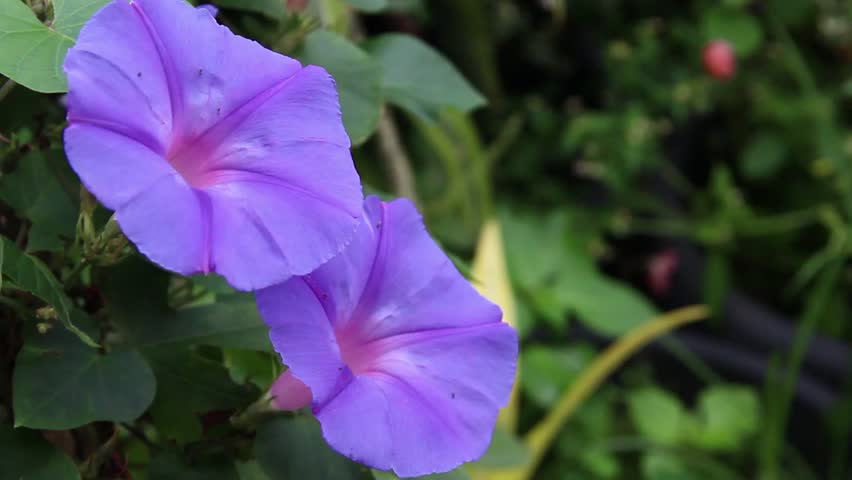 Vibrant Purple Morning Glory Flowers in a Garden