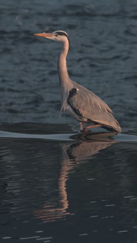 Heron bird standing still then flying away river fishing slow motion