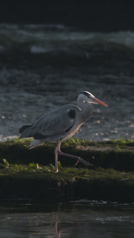 Heron bird walking near river shore fishing slow motion