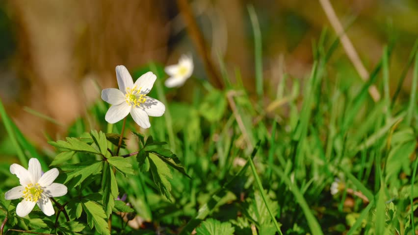 Close-up of white wood anemone flowers gently swaying in the wind
