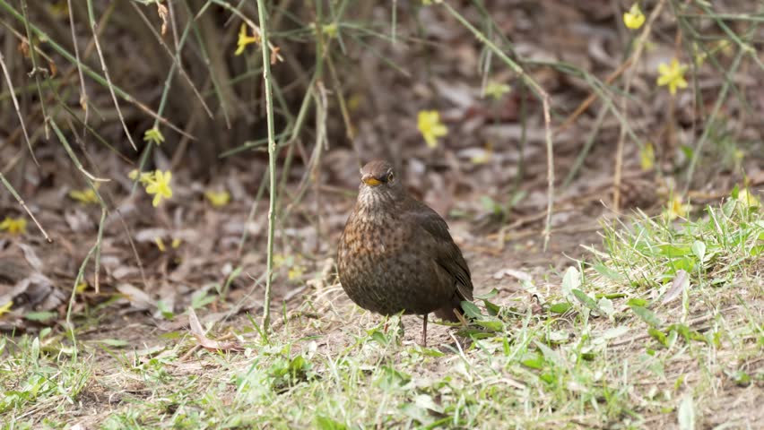 European Robin stands on green grass. Yellow flowers bloom in the background. The bird faces the viewer directly. Its brown feathers are detailed. Surrounding plants create a natural habitat