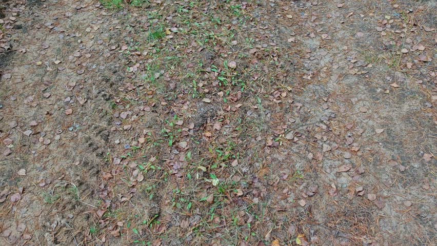 Juniper, pine and birch trees grow in the mixed forest. A young pine tree bent over a dirt forest road. The forest floor, covered with berry bushes and moss, and the road are strewn with fallen leaves. Cloudy autumn weather