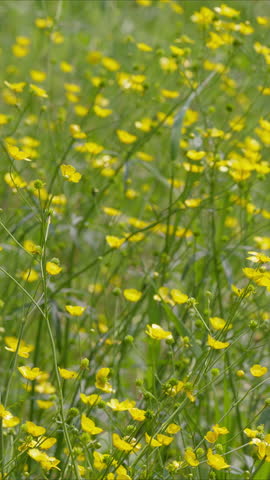 Vibrant Yellow Wildflowers Flourishing in a Beautiful Sunny Meadow Beneath the Bright Sky