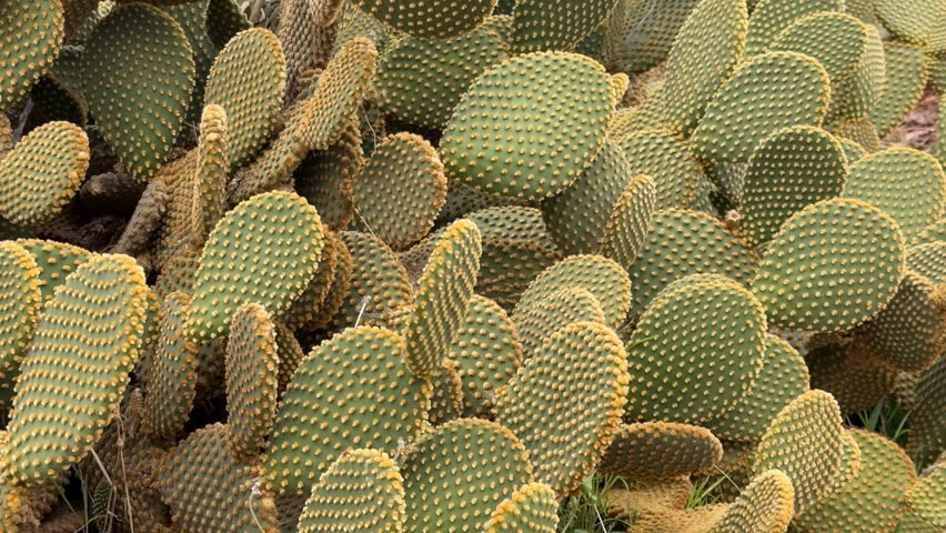 Cactus close-up with textured green pads and yellow spines, suitable for desert-themed background video