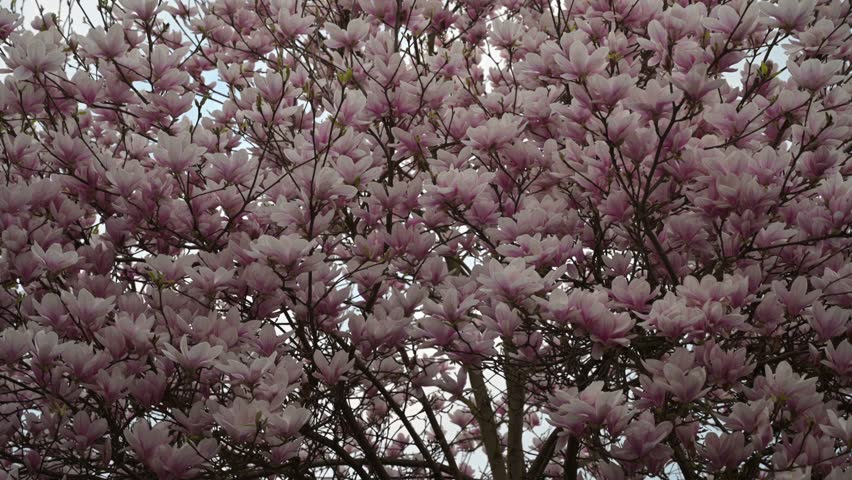 Abundant pink magnolia blossoms fill the frame against a bright sky