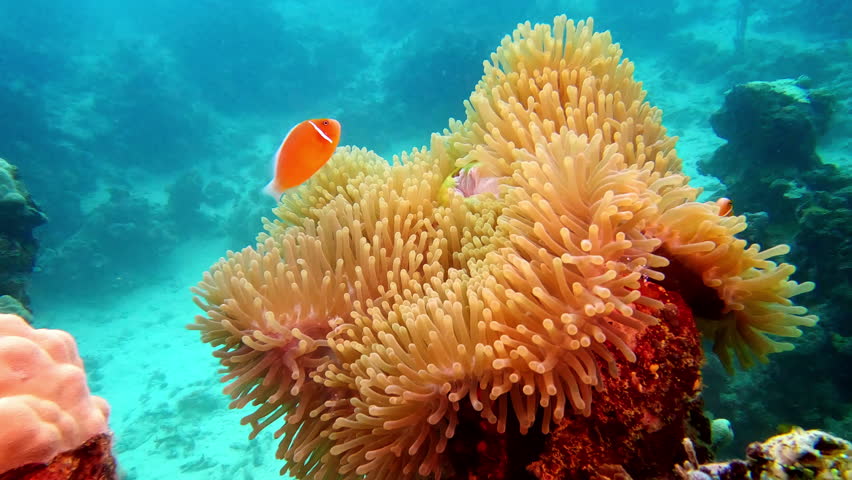 Two clownfish find shelter within waving tentacles of a large pink sea anemone, living symbiotically in the clear blue waters of the coral reef near the Fiji Islands. Underwater beautiful nature scene