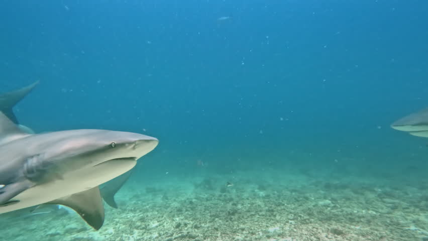 Bull sharks gracefully swim in crystal clear blue water above a sandy seafloor, showcasing marine animals life and underwater predator behavior in the beautiful Fiji Islands. Underwater natural scene