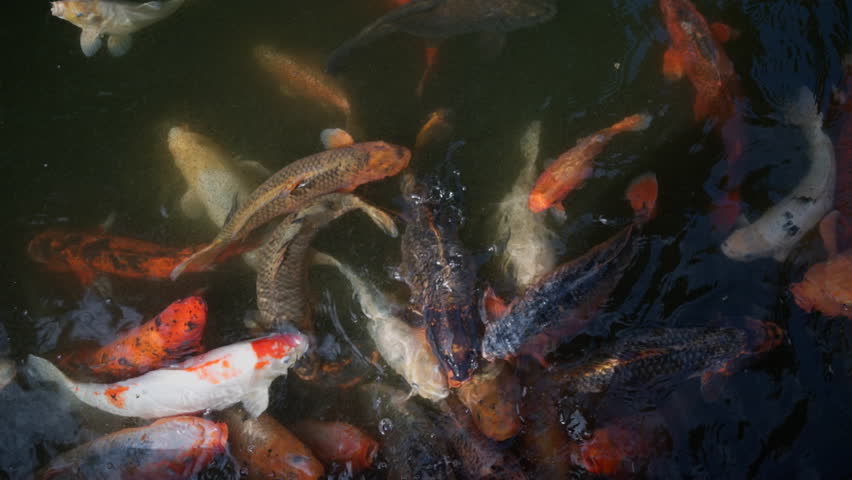 Group of vibrant koi fish swimming near surface of calm pond while a pigeon flies above, creating dynamic movement in peaceful natural scene.