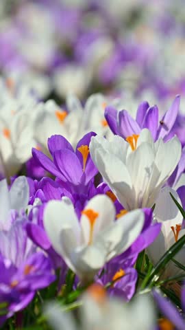 Crocus flowers blooming in spring garden, close up meadow.