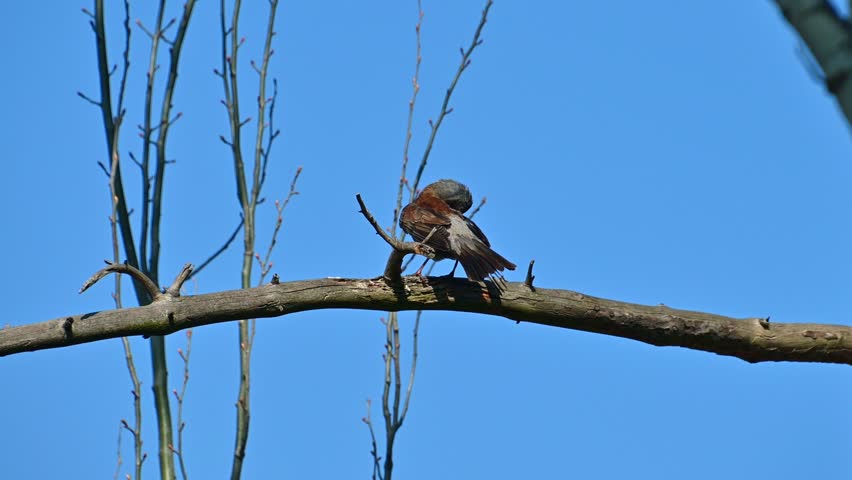 Small bird preening on tree branch against clear blue sky. Fieldfare.